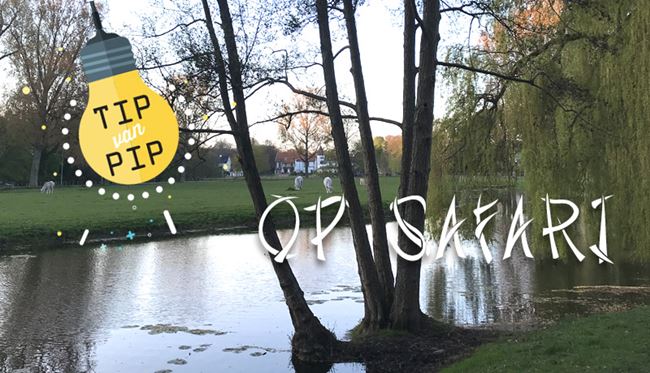 Op safari in de achtertuin